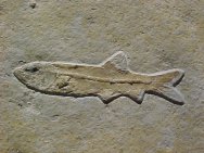 Solnhofen Anaetalion angustus Fossil Fish