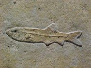 Solnhofen Anaetalion angustus Fossil Fish