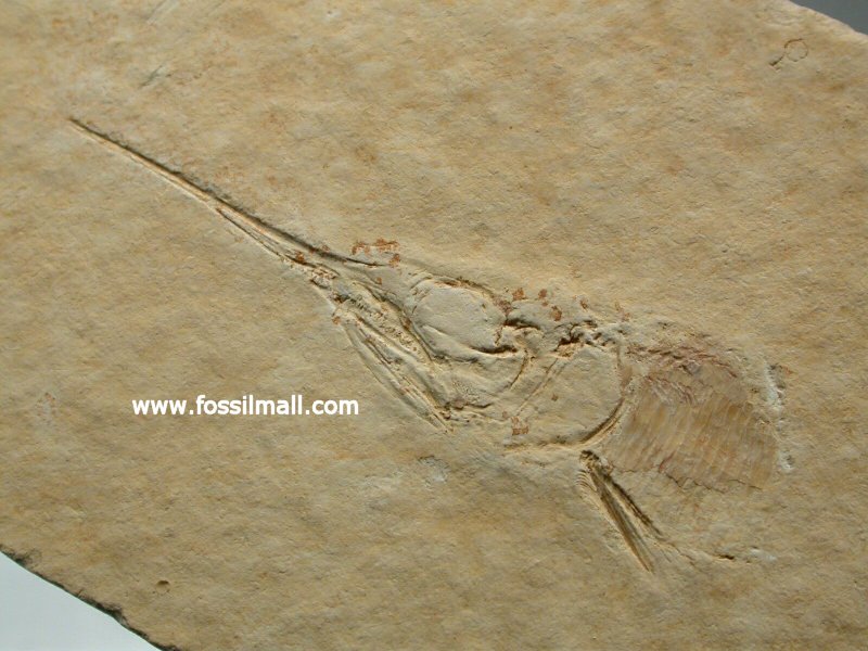 Aspidorhynchus Solnhofen Fossil Fish