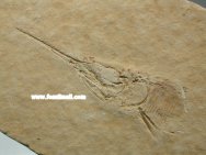 Solnhofen Fossil Fish