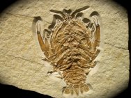 Eryon arctiformis Lobster Fossil