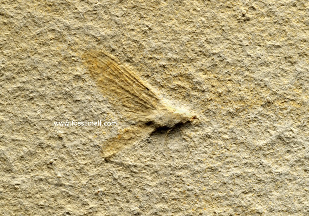 Hexaganites Insect Fossil from Solnhofen