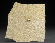 Fly Insect Fossil from Solnhofen