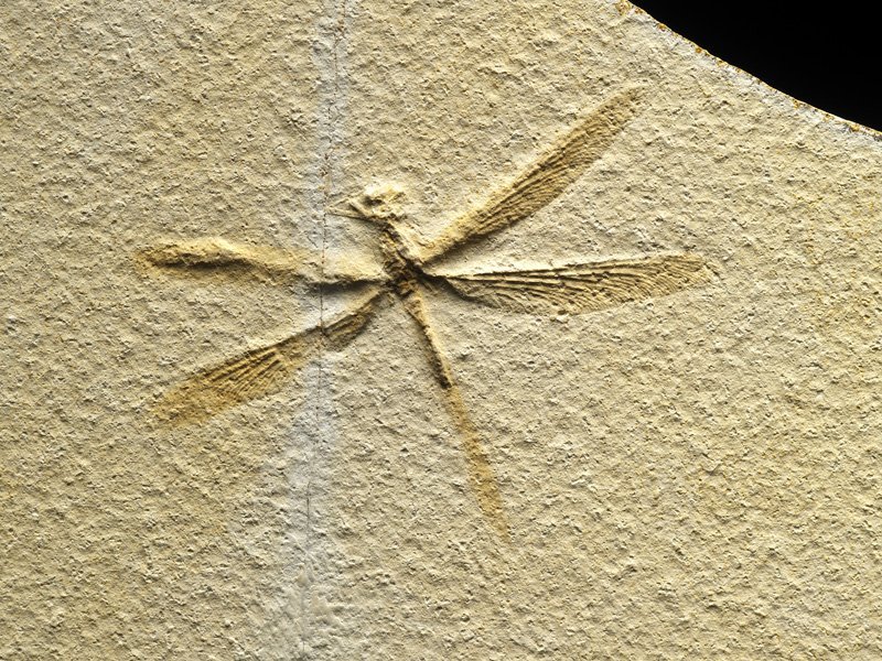 Stenophlebia latreilli Solnhofen Dragonfly Fossil