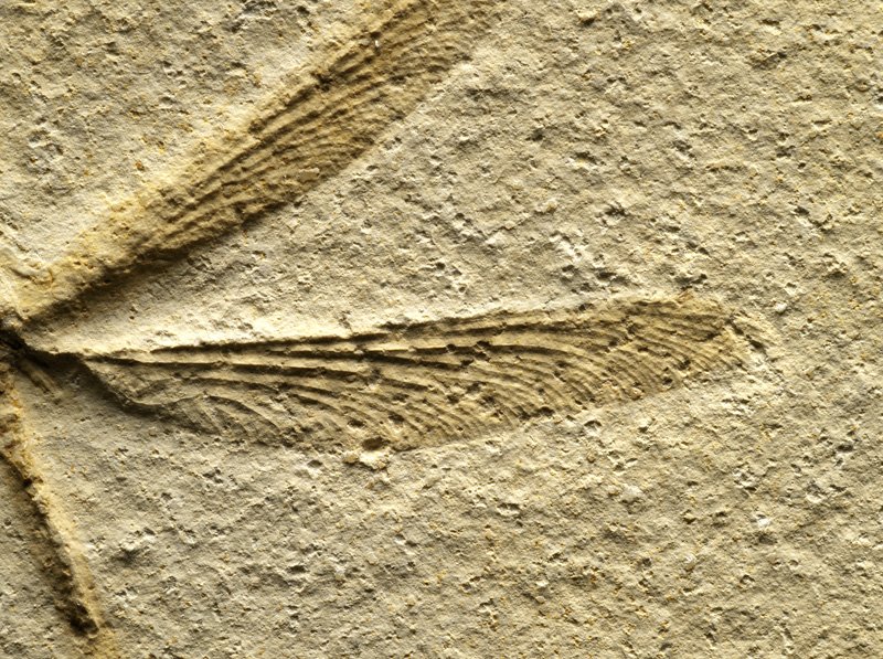 Stenophlebia latreilli Solnhofen Dragonfly Fossil