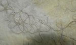 Sinosura  Brittlestar Fossils