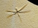 Stenophlebia latreilli Dragonfly