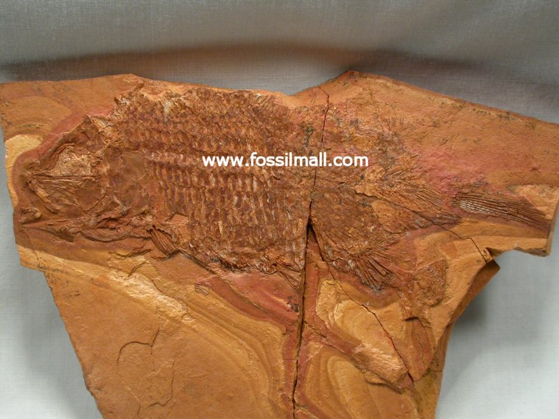 Jurassic Fossil Fish Aphnelepis