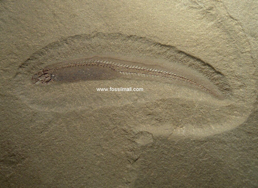 Terrasiid Mississippian Bear Gulch Fossil Fish
