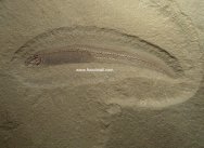Apholodotus Bear Gulch Fossil Fish