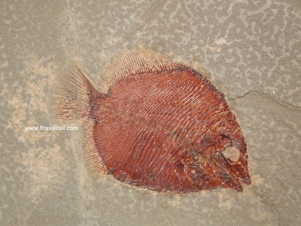 Discoserra Mississippian Bear Gulch Fish Fossil