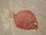 Discoserra pectinodon Fish Fossil