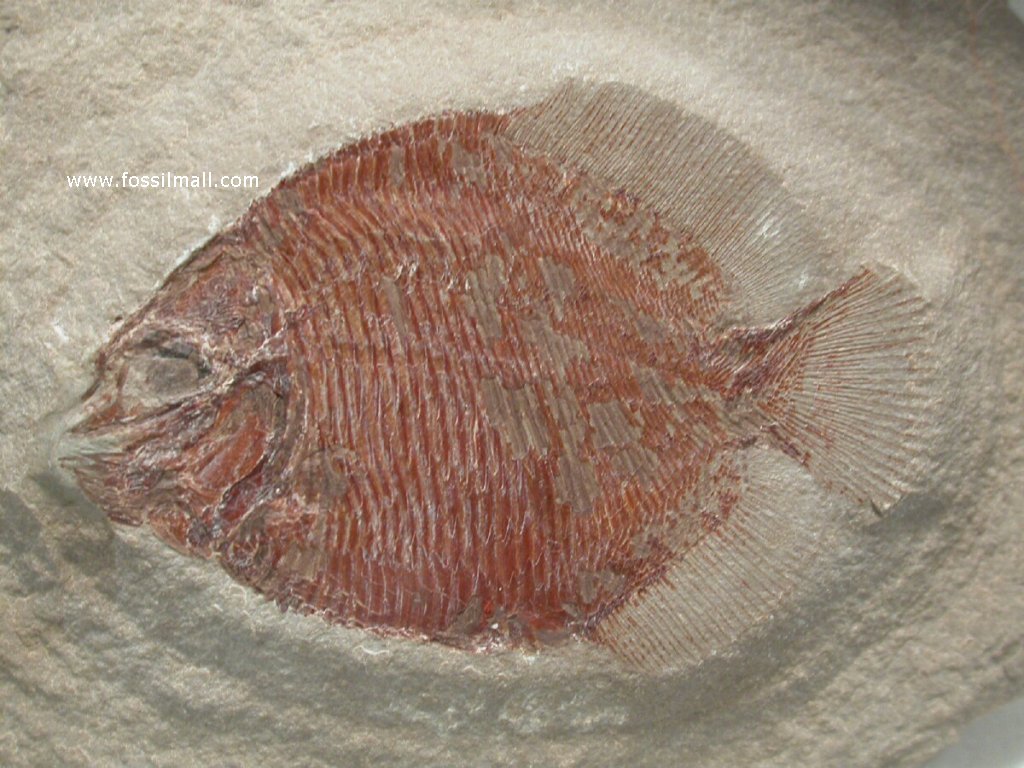 Guildayichthys Mississippian Bear Gulch Fish