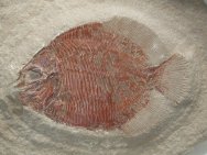 Guldayichthys carnegiei