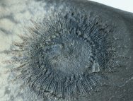Lepidasterella montanensis Fossil