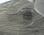 Burgessia bella from Burgess Shale 