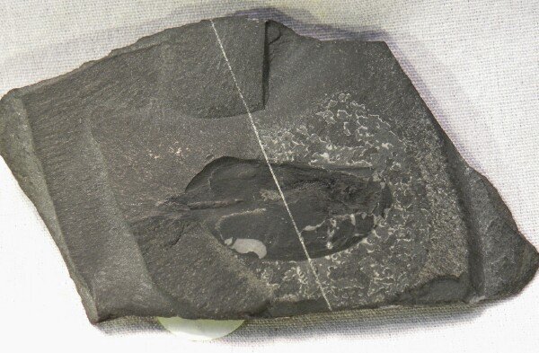 Burgess Shale Canadaspis