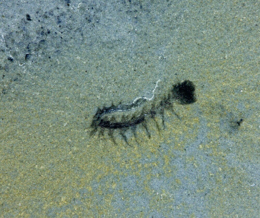 Halluicgenia Lobopodian Fossil from Utah