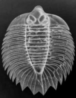 Arctinurus Boltoni Lichid Trilobite from New York