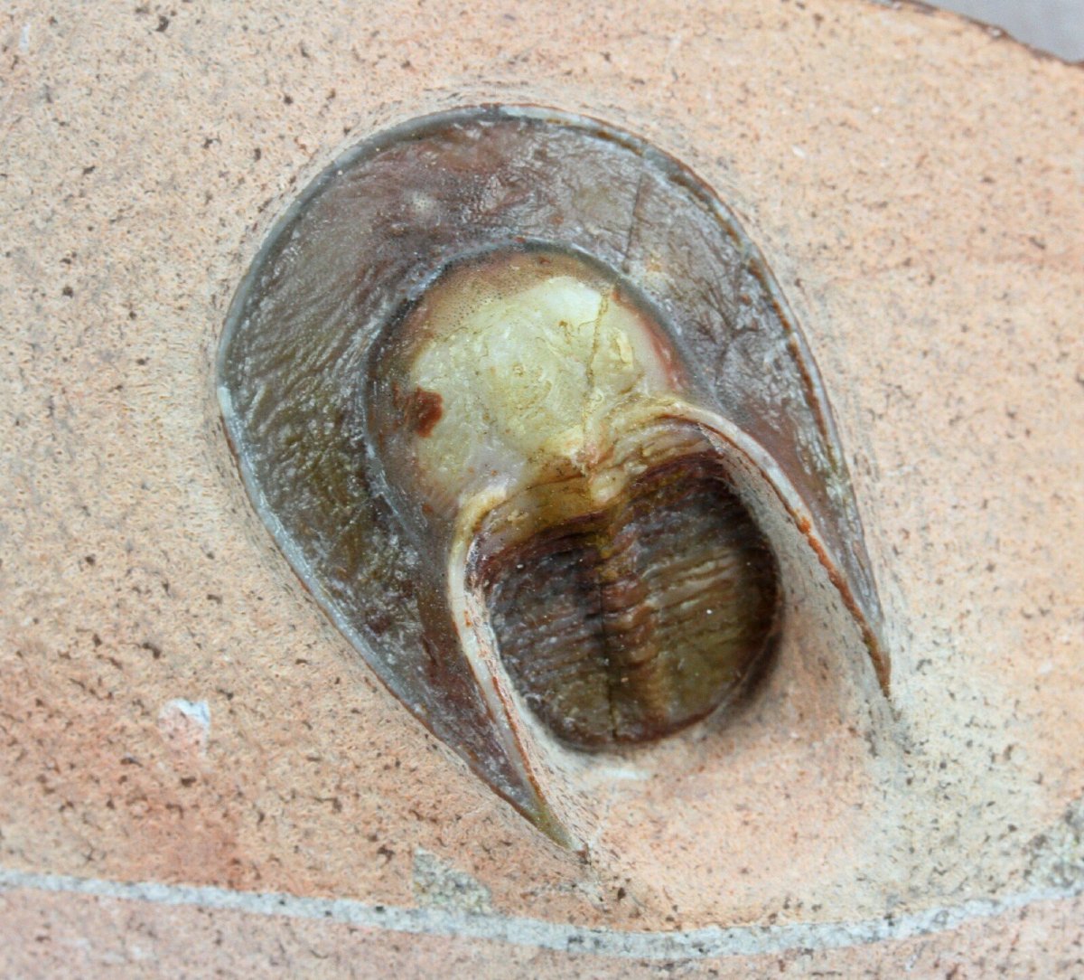 List 99+ Pictures Billy Harpes Used Cars Updated 10/2023