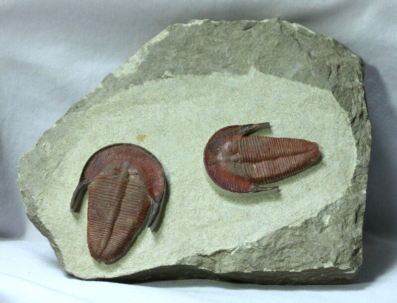 Harpides Moroccan Trilobites