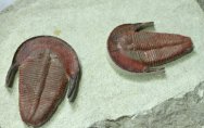 Harpides Museum Trilobites