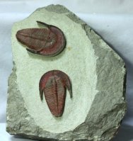 Harpides Moroccan Trilobites