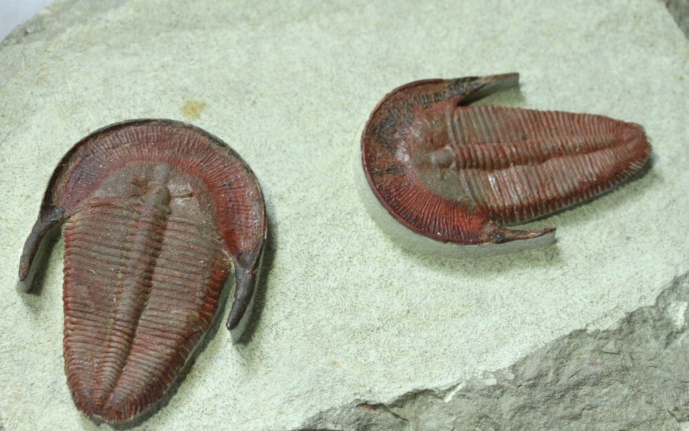 Harpides Museum Trilobites