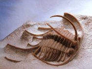 Boedaspis ensifer