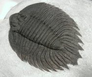 Arctinurus boltoni Silurian Trilobite from New York Rochester Shale Formation