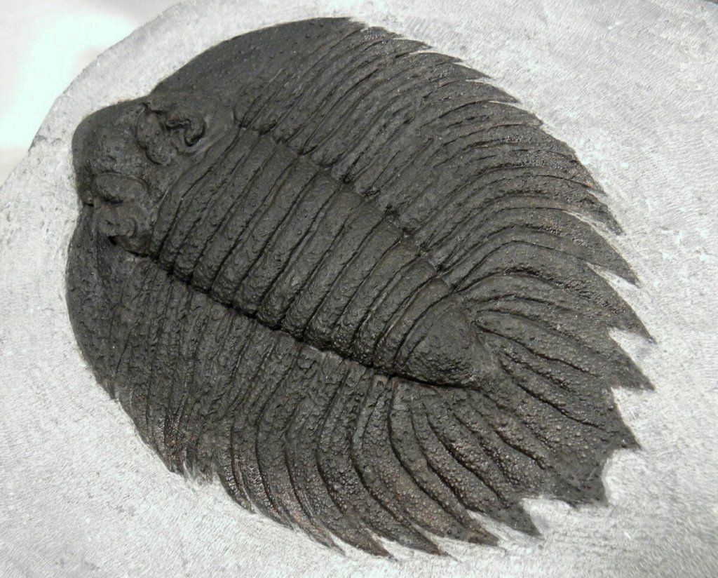 Arctinurus boltoni Trilobite