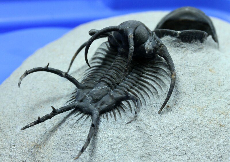 三葉虫Ceratarges ziregensis Ceratarges ziregensis Trilobite from Morocco for sale