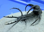 Ceratarges ziregensis 