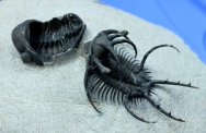 Ceratarges and Phacops Trilobites