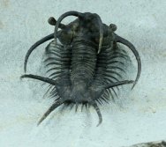 Ceratarges ziregensis