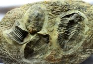 Lichas marocanus Trilobites