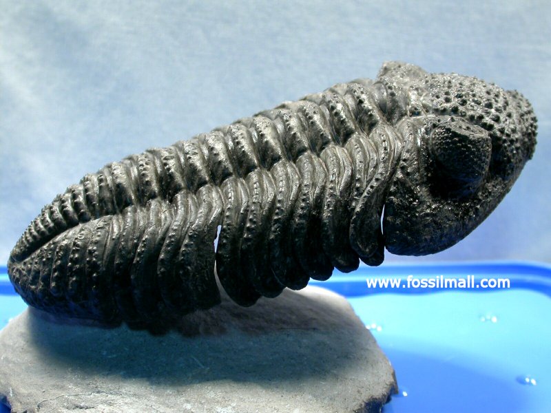 Drotops megalomanicus Trilobite