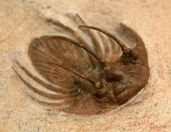 Kolihapeltis chlupaci hollardi