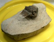 Rare Platyscutellum Moroccan Trilobite