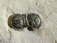 Peronospsis interstircta from the Wheeler Shale in Utah