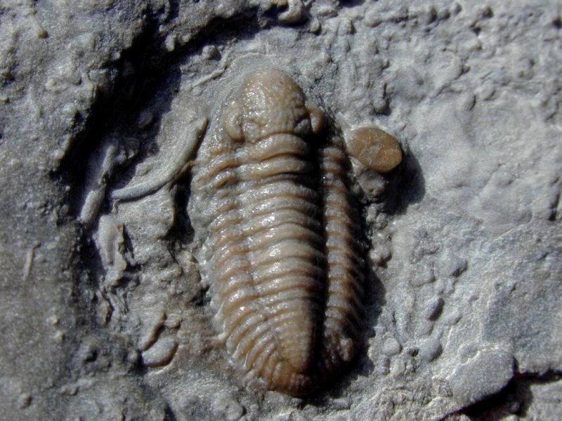 Breviphillipsia sampsoni