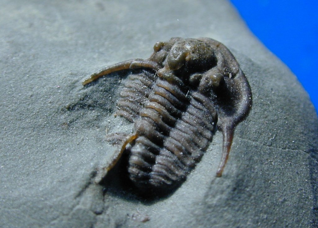 Dudley Trilobites