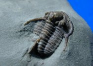 Cyphaspis elachopos Dudley Trilobite