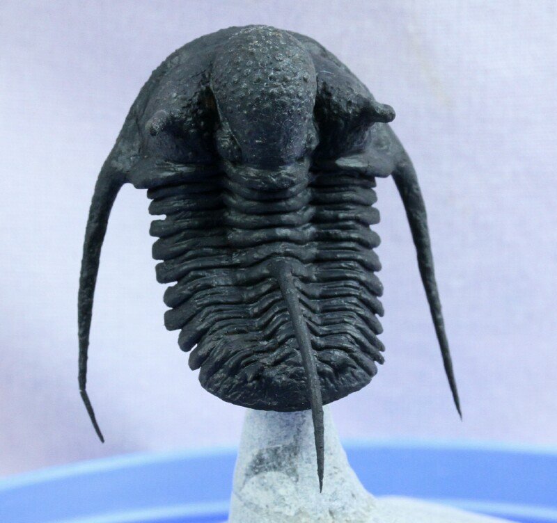 Cyphaspis Moroccan Trilobite