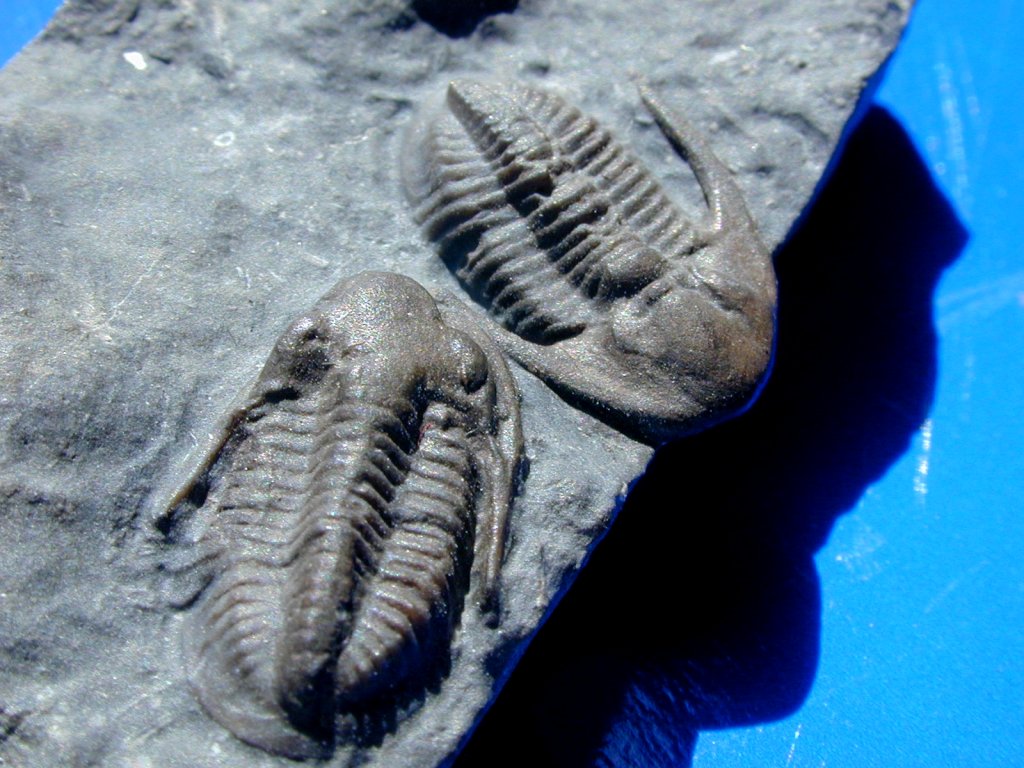 Ditomopyge olsoni Trilobites