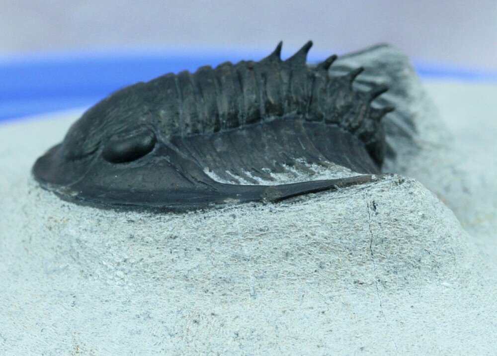 Phaetonellus Trilobite