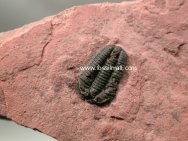 Dresbachia Trilobite