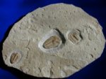 Hatangia Trilobites