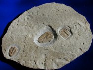 Hatangia scita Siberian Trilobites