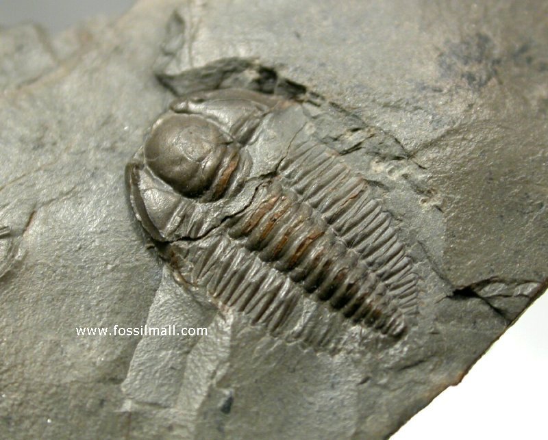 Jujuyaspis keideli Trilobite from Argentina